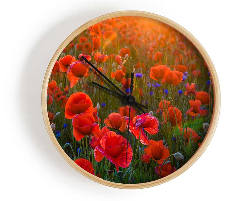 Red Poppies sun ray Clock - Wallart-Direct UK