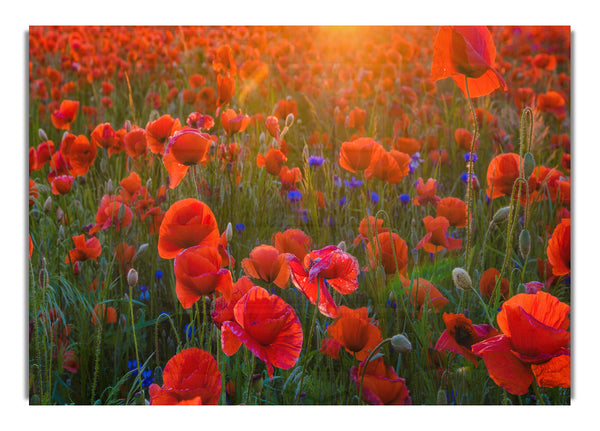 Roter Mohn Sonnenstrahl