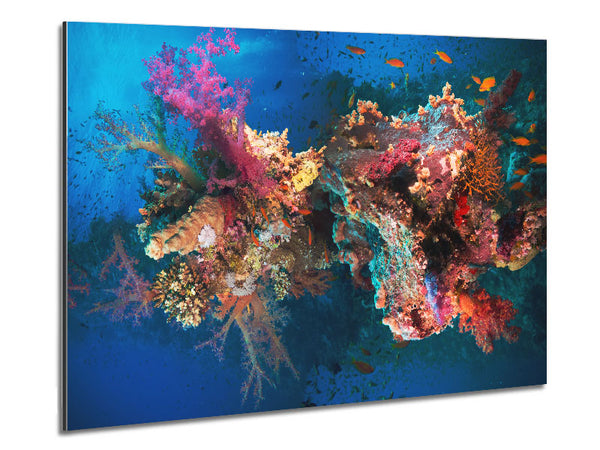 Coral reef habitat