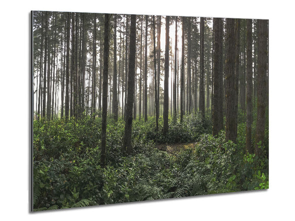 Tall trees in the old woodland