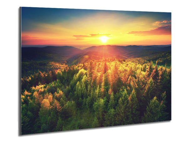 Sunrays over a green woodland