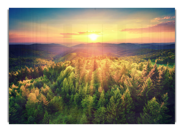 Sunrays over a green woodland