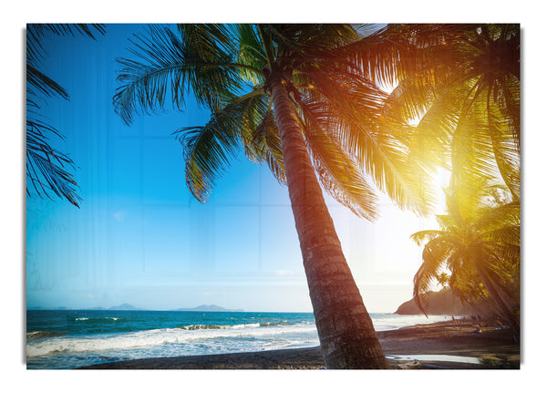 Palm tree close up on beach