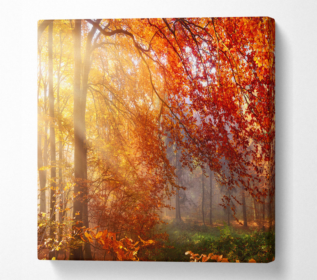 A Square Canvas Print Showing Autumn forest sunrays Square Wall Art