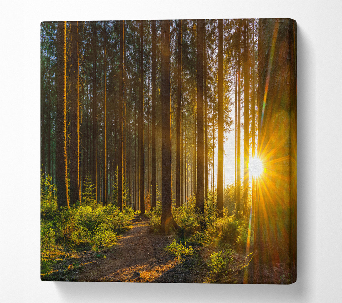 A Square Canvas Print Showing Sunrays forest spectrum Square Wall Art