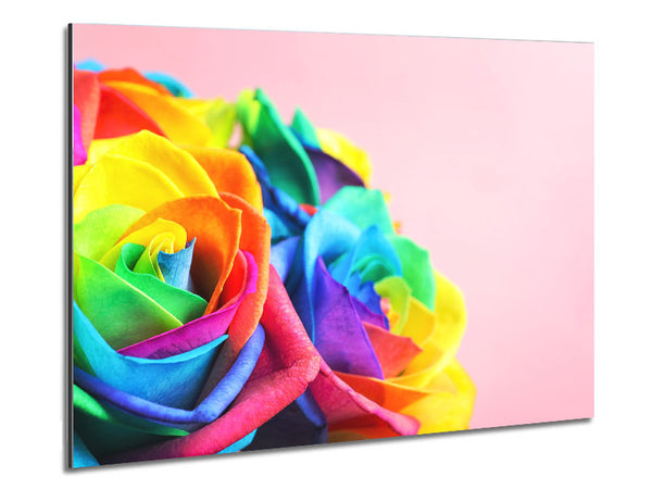 Rainbow closeup rose