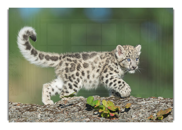 Leopard Cub walking a branch