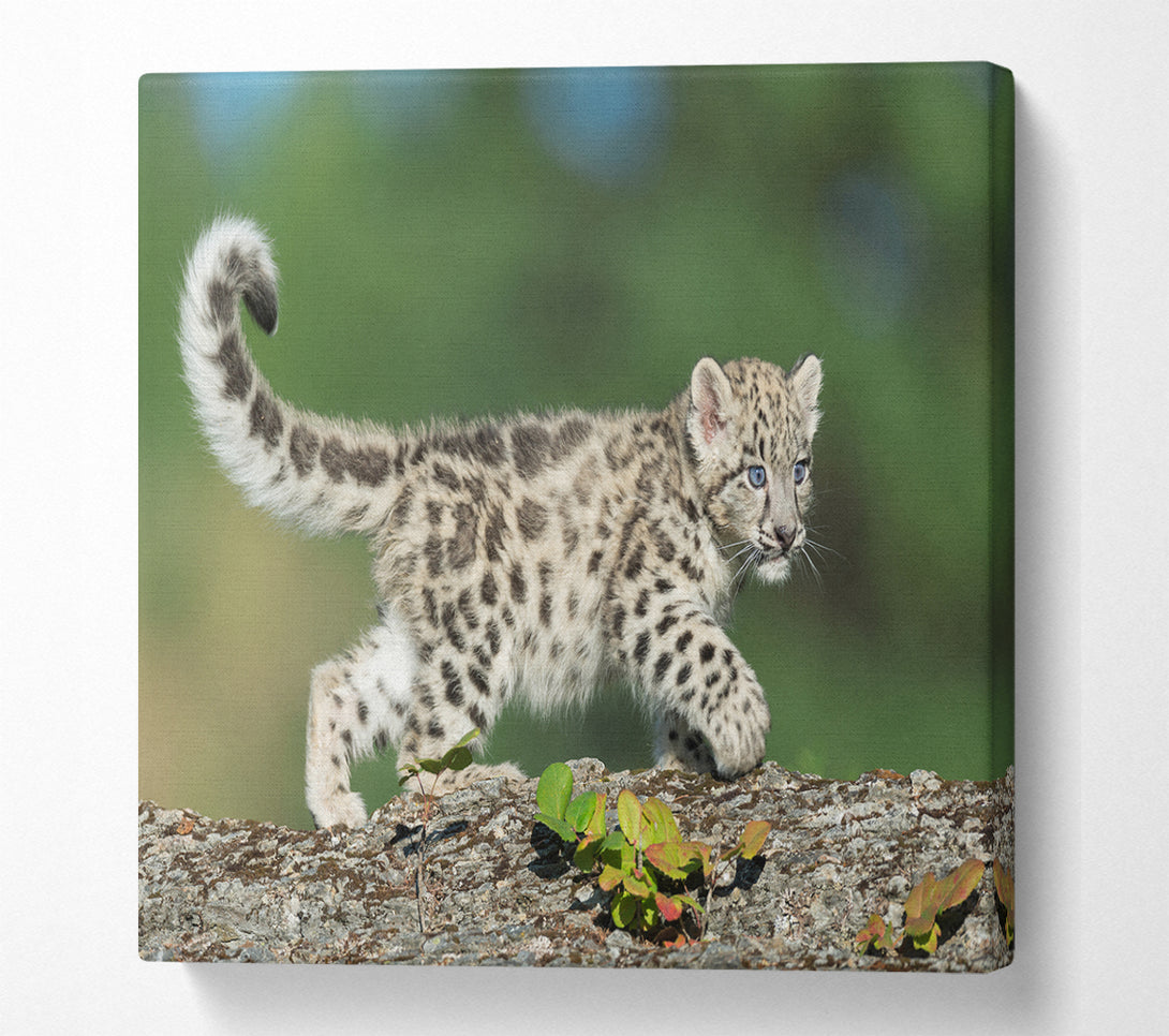 A Square Canvas Print Showing Leopard Cub walking a branch Square Wall Art