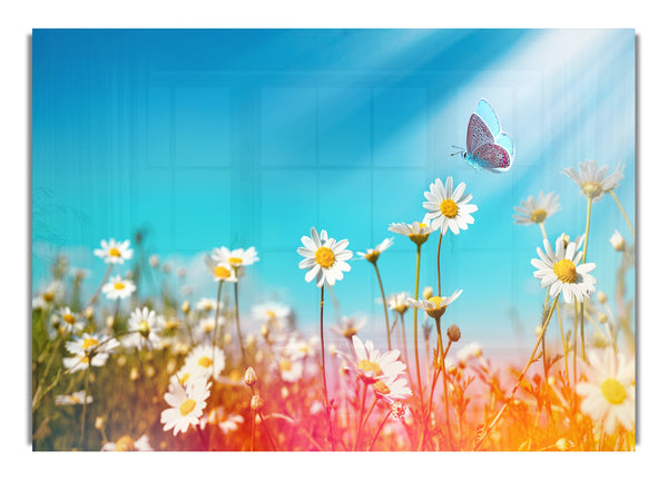 Butterfly landing on a daisy