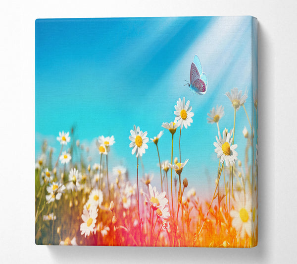 A Square Canvas Print Showing Butterfly landing on a daisy Square Wall Art