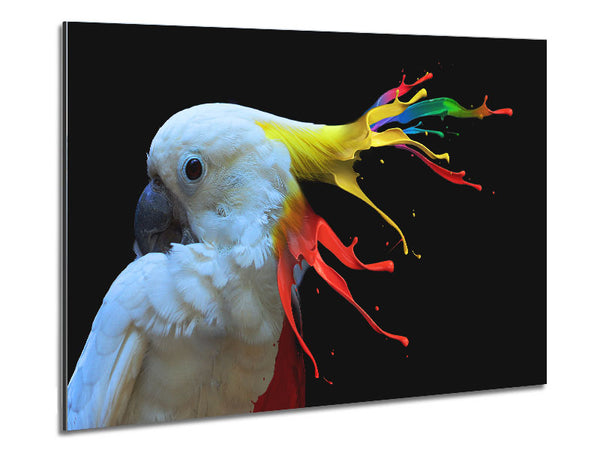 cockatoo colour splash