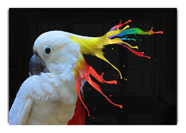 cockatoo colour splash