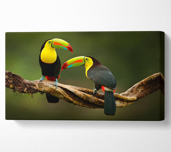 Two Toucans on branch