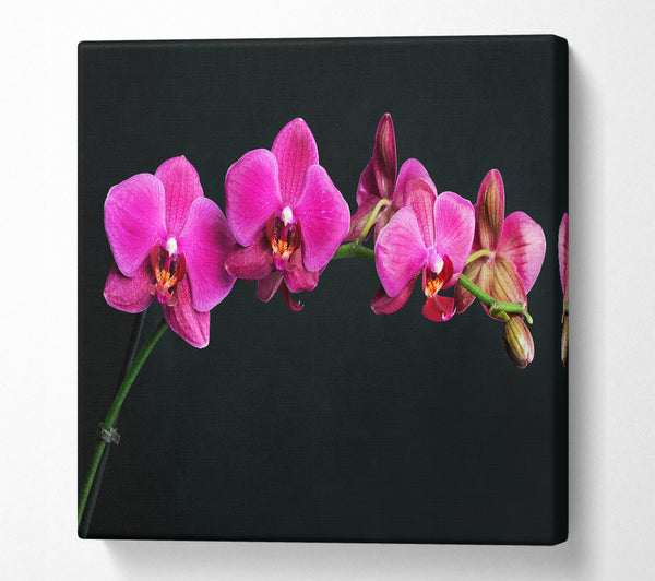 A Square Canvas Print Showing Pink Orchids Curve Square Wall Art