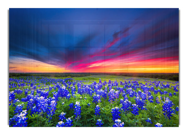 Vibrant skies above blue flowers