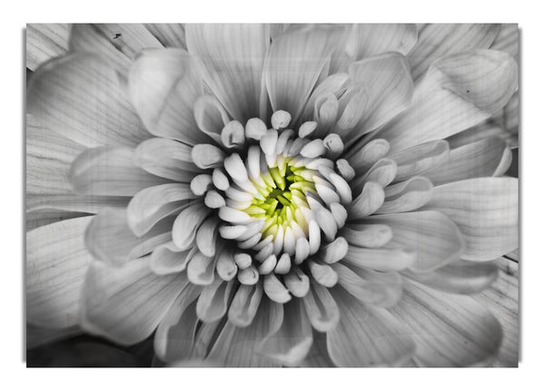 Close up flower in black and white