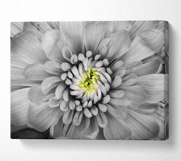 Picture of Close up flower in black and white Canvas Print Wall Art