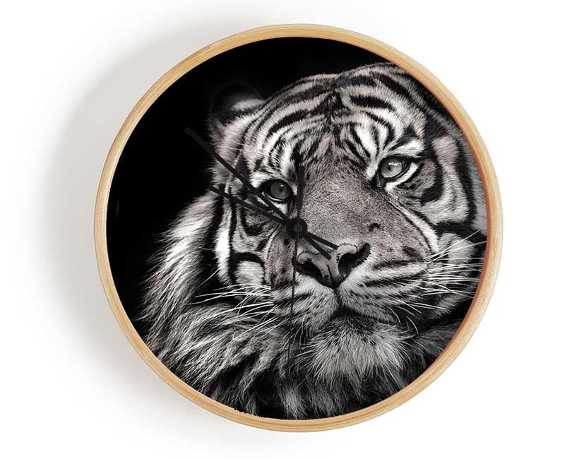 Handsome Black and white tiger Clock - Wallart-Direct UK