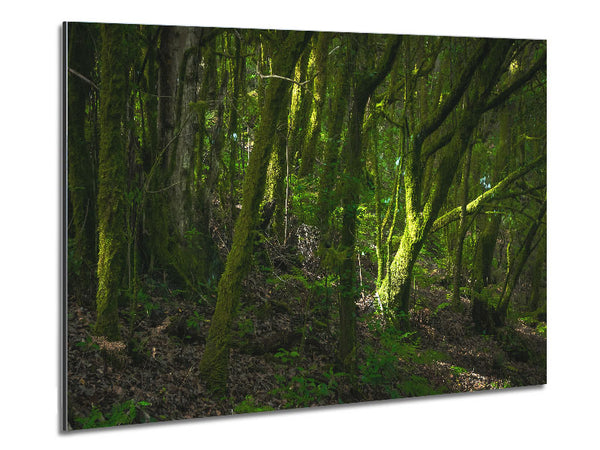 Dense Green Mossy Forest