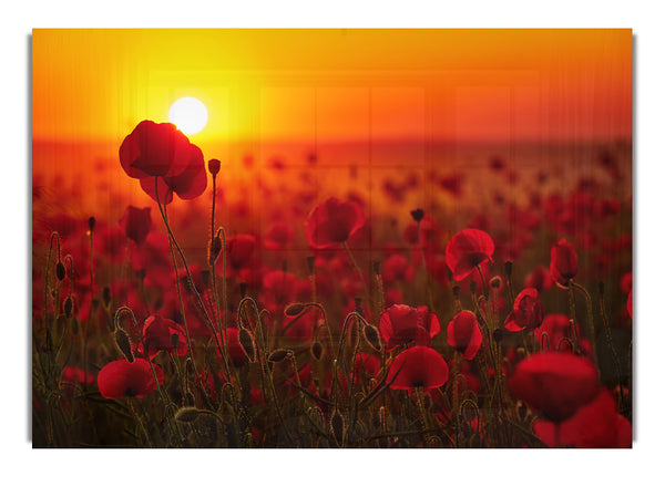 Poppies in the sunset reds