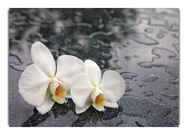 Orchid heads in water