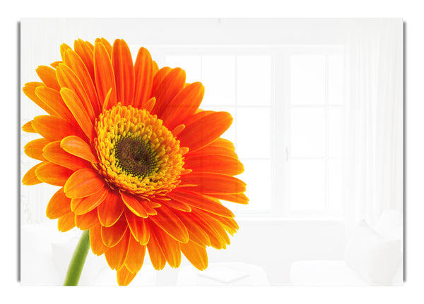 Gorgeous orange gerbera