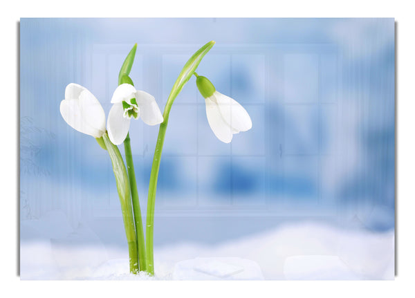 White snowdrops in the snow