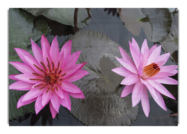 Pink flowers in the lake