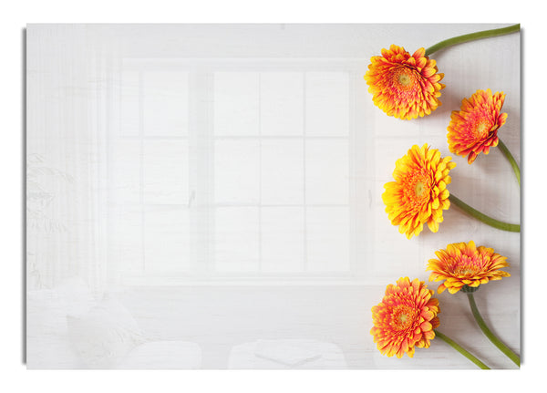 Orange Gerberas laid out