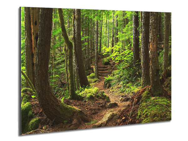 Green up hill forest walk