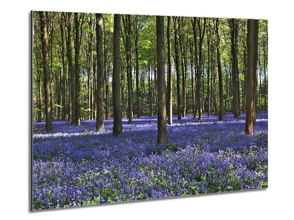 Beautiful purple flowers in the woods