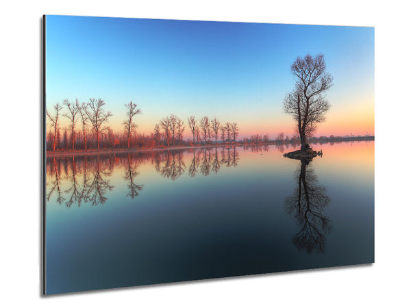 Ice cold trees in the river