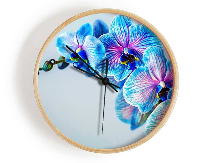 Blue orchids close up Clock - Wallart-Direct UK