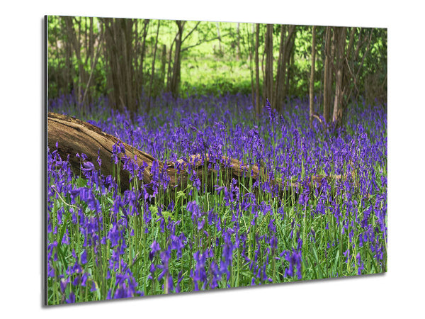 Purple flowers in the meadow