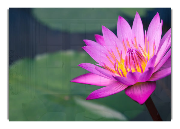 Lotus flower up close pink