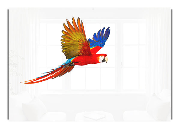 parrot in flight