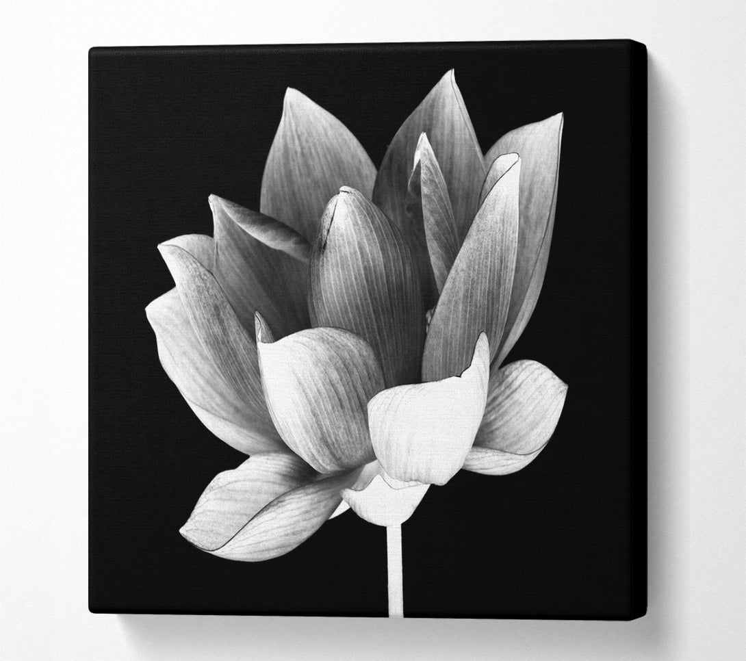 A Square Canvas Print Showing Black and white flower beauty Square Wall Art