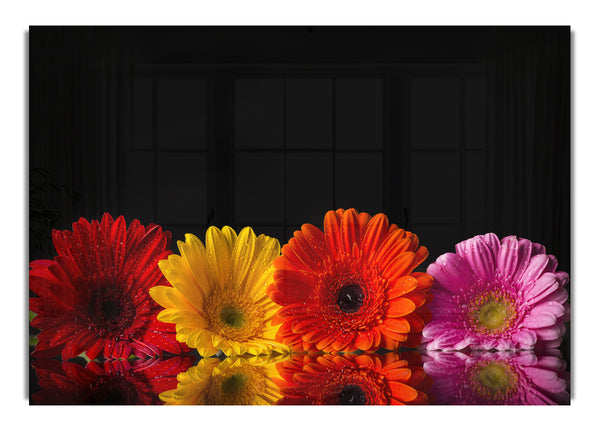 Multi coloured gerberas