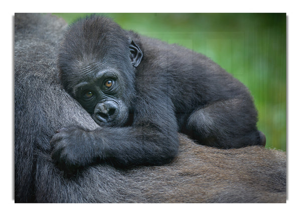 Baby gorilla Holding on