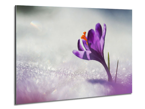 Purple Crocus flower