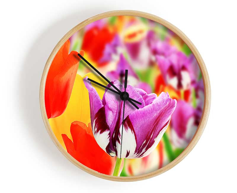 Colourful tulips in up close Clock - Wallart-Direct UK