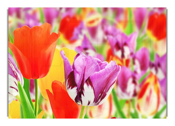 Colourful tulips in up close