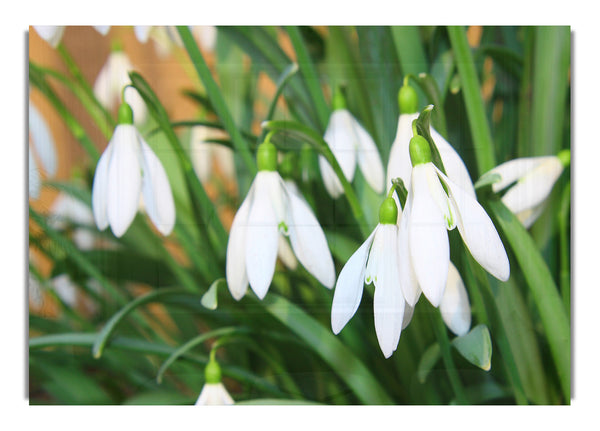 White snowdrops falling down