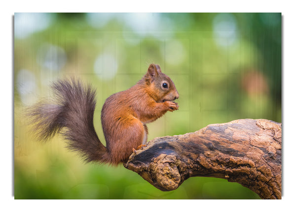 Squirrell eating nuts on branch