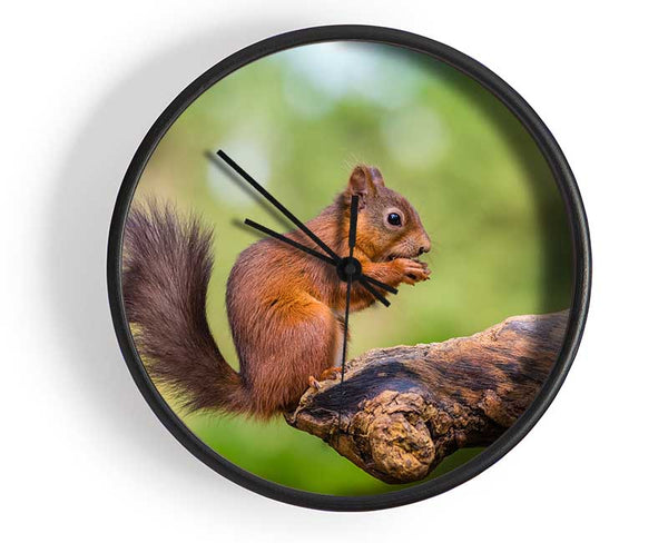 Squirrell eating nuts on branch Clock - Wallart-Direct UK