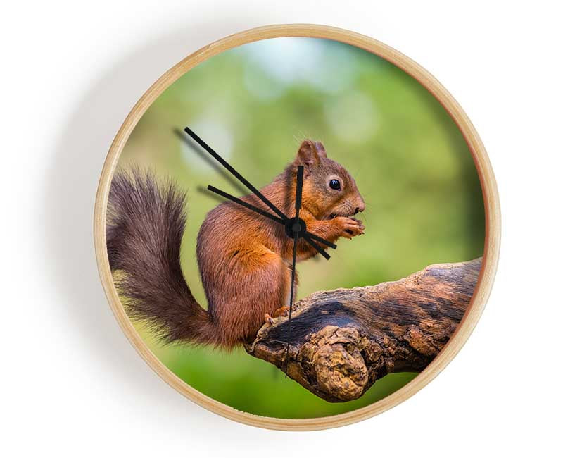 Squirrell eating nuts on branch Clock - Wallart-Direct UK