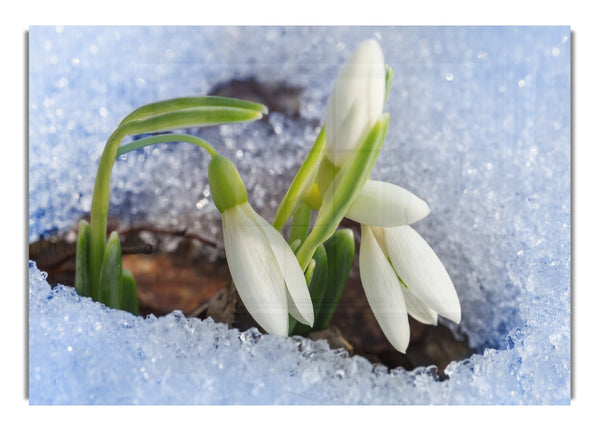 White snowdrops peering through the snow