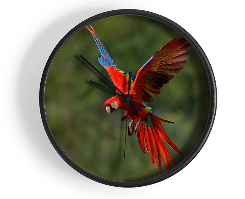 Red Mccaw in flight Clock - Wallart-Direct UK