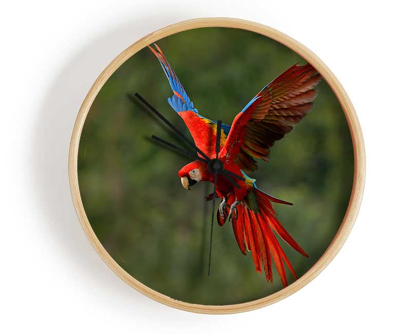 Red Mccaw in flight Clock - Wallart-Direct UK