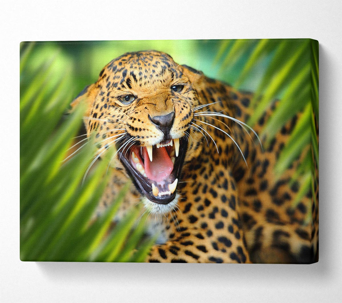 Picture of Fierce leopard in the grass Canvas Print Wall Art